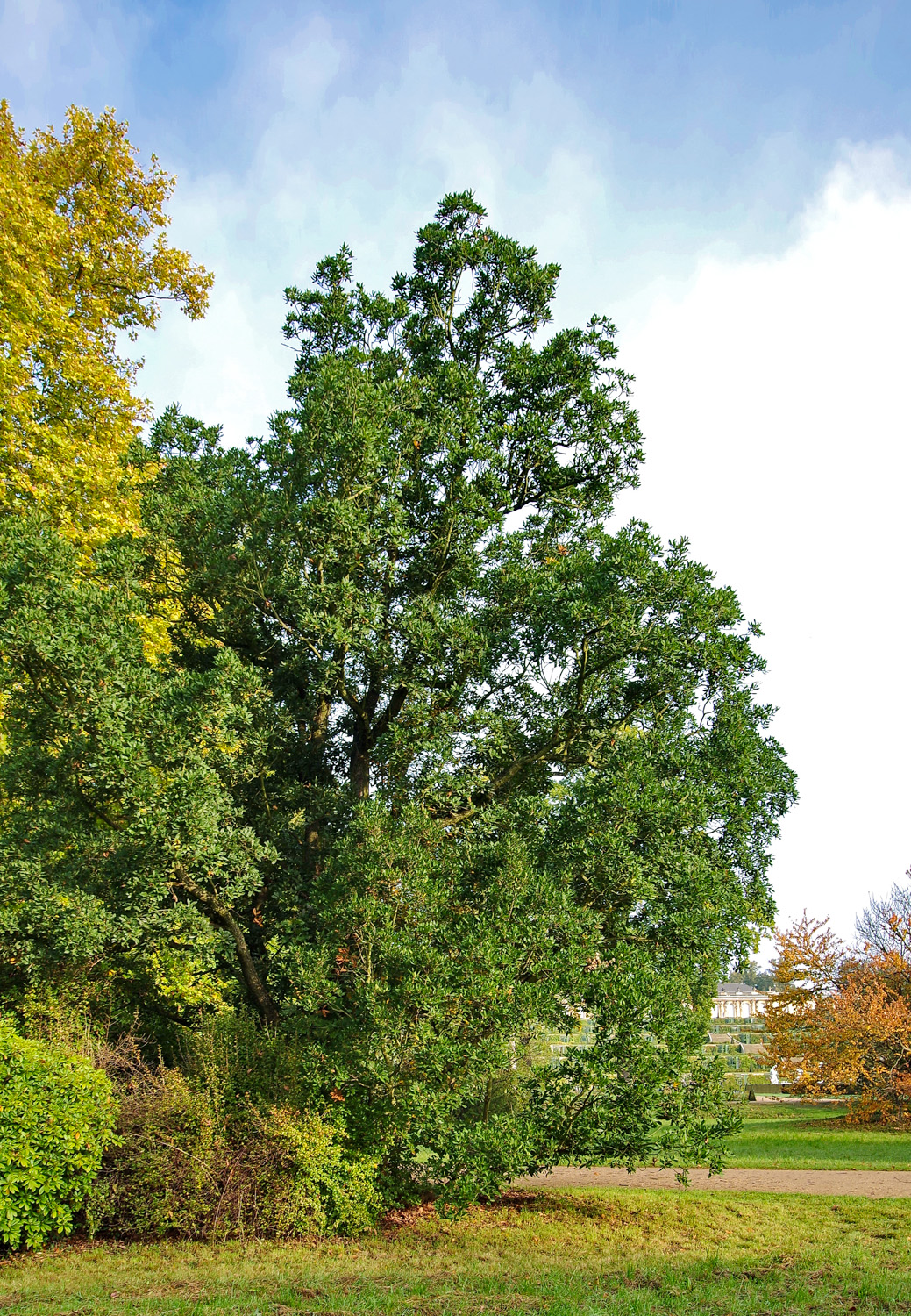 Quercus × turneri 'Pseudoturneri' - Potsdam - Okt. 2014