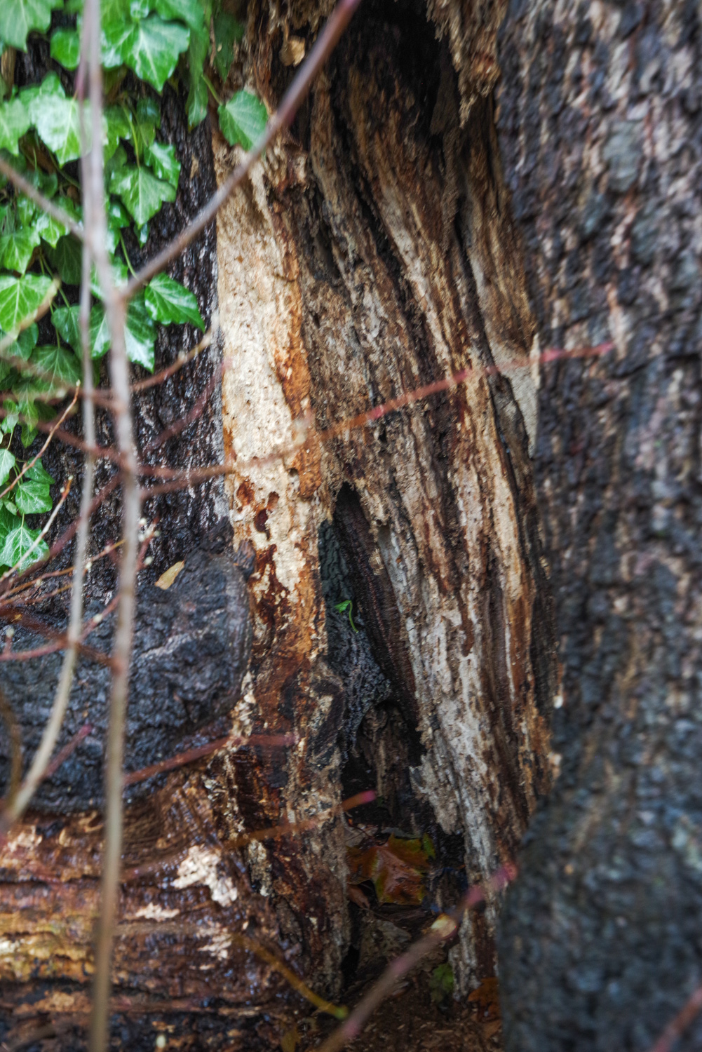 Quercus × turneri 'Pseudoturneri' - Potsdam - Dez. 2023