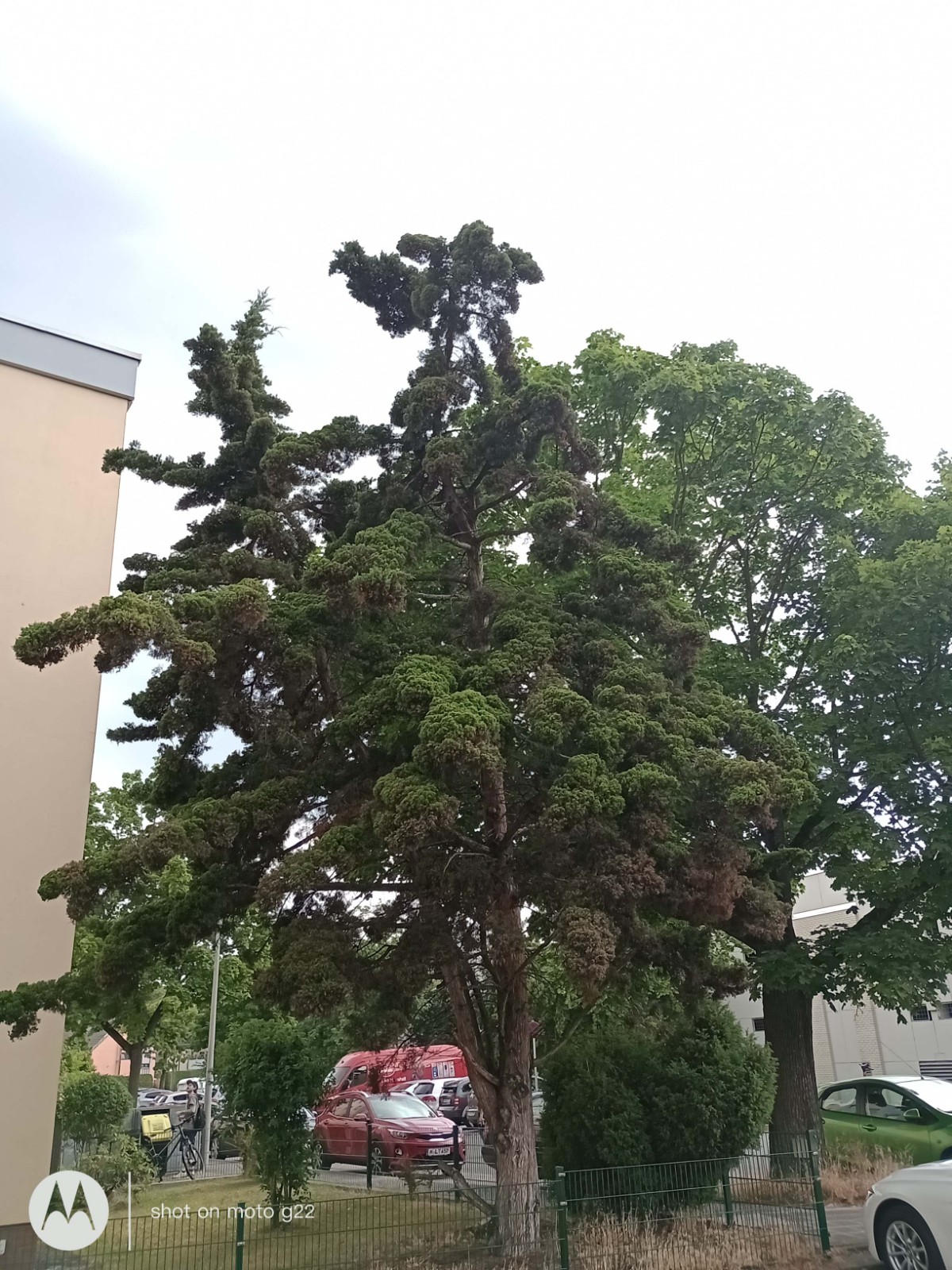 Juniperus virginiana 'Canaertii' - Nürnberg-Röthenbach - Juli 2023, Habitus
