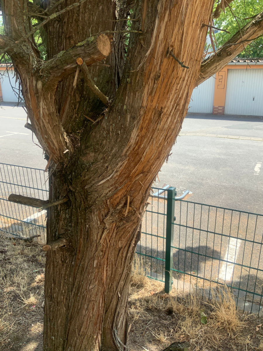 Juniperus virginiana 'Canaertii' - Nürnberg-Röthenbach - Juli 2023, Stamm
