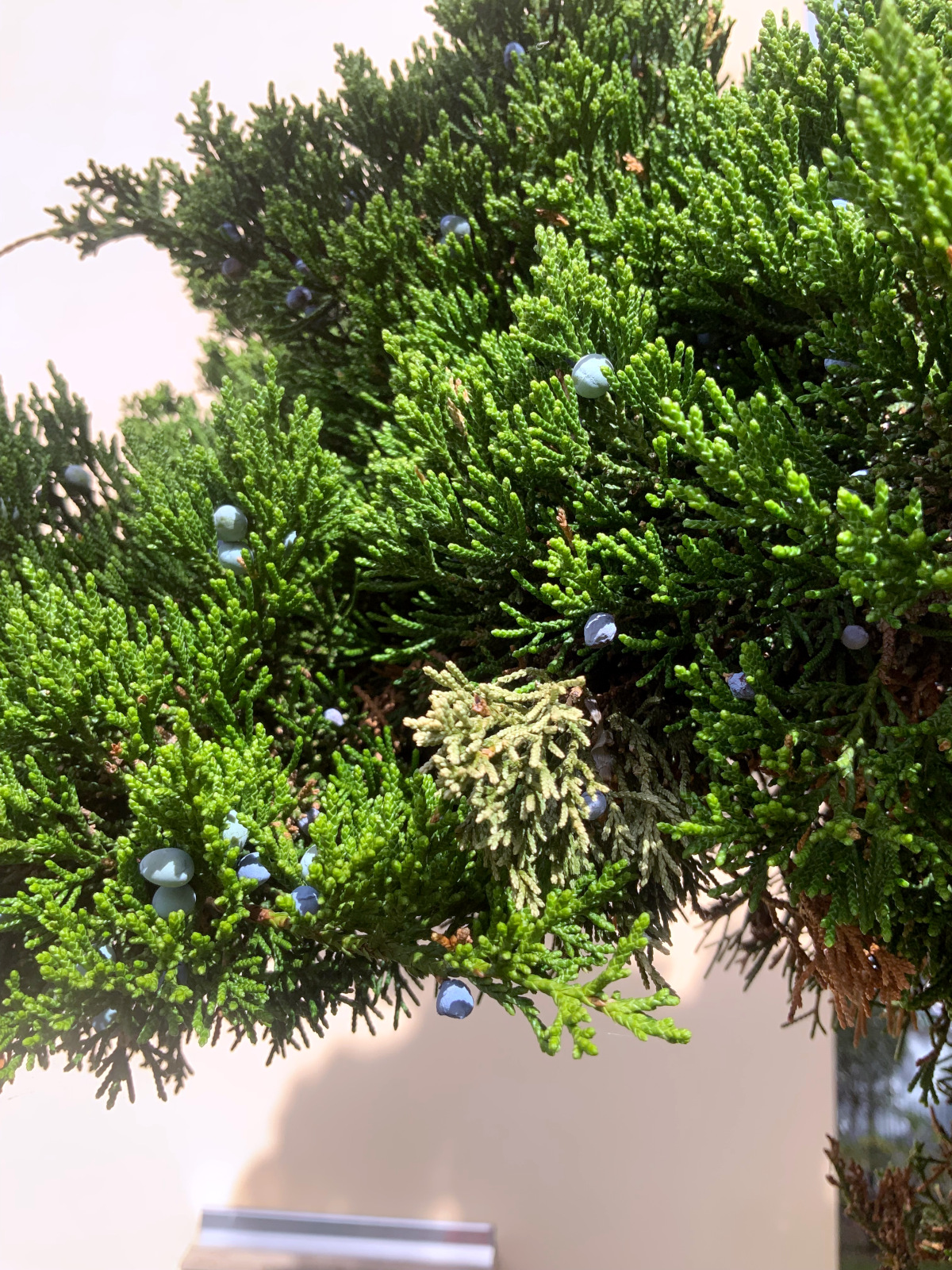 Juniperus virginiana 'Canaertii' - Nürnberg-Röthenbach - Juli 2023, Zweig mit Beerenzapfen