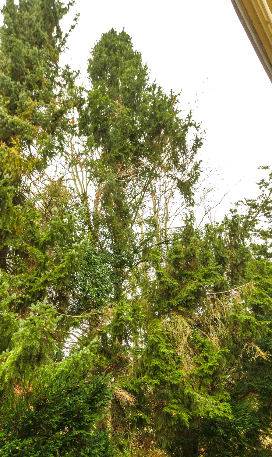 'Cupressina' abies Picea