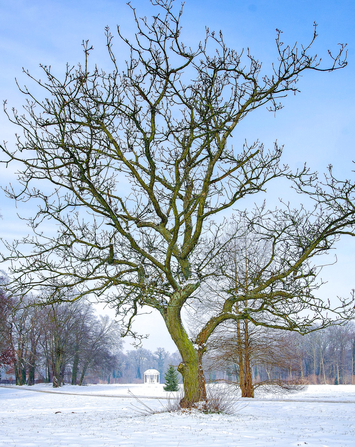 Quercus macranthera - Potsdam - Dez. 2014