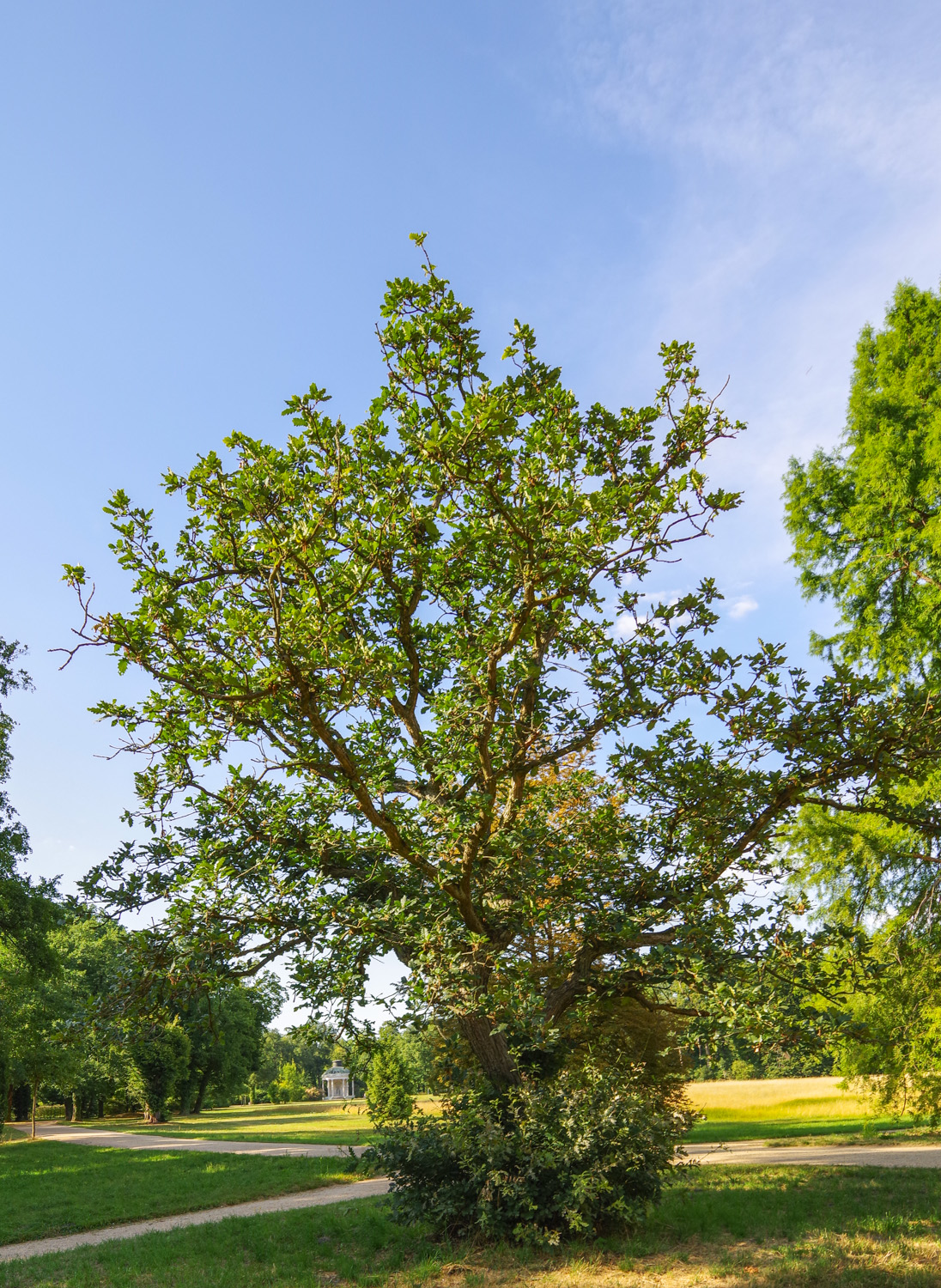 Quercus macranthera - Potsdam - Juli 2018