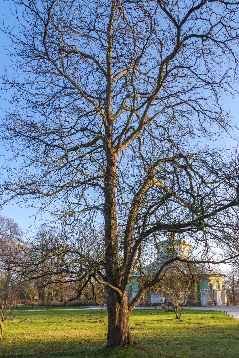 bignonioides Catalpa
