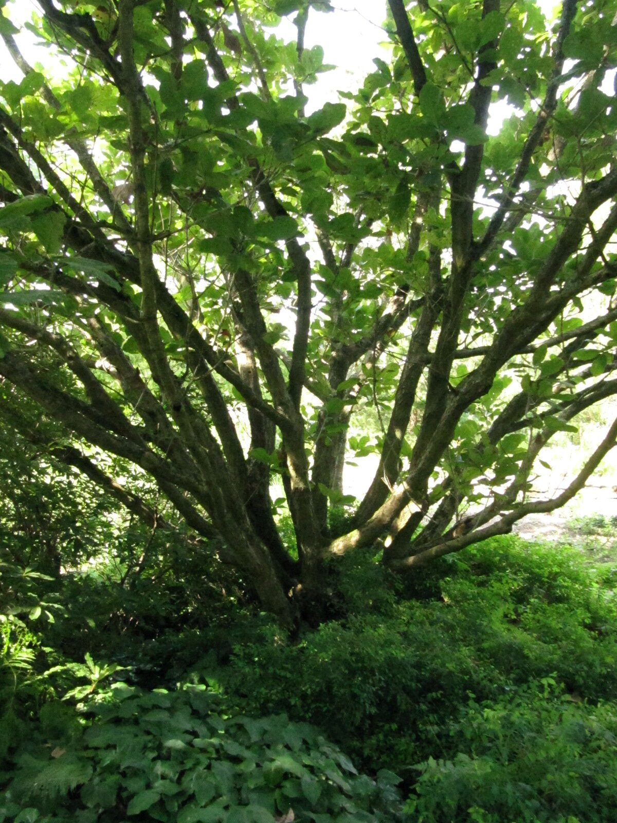 Quercus pontica - Bot. Garten Bochum - Aug. 2023