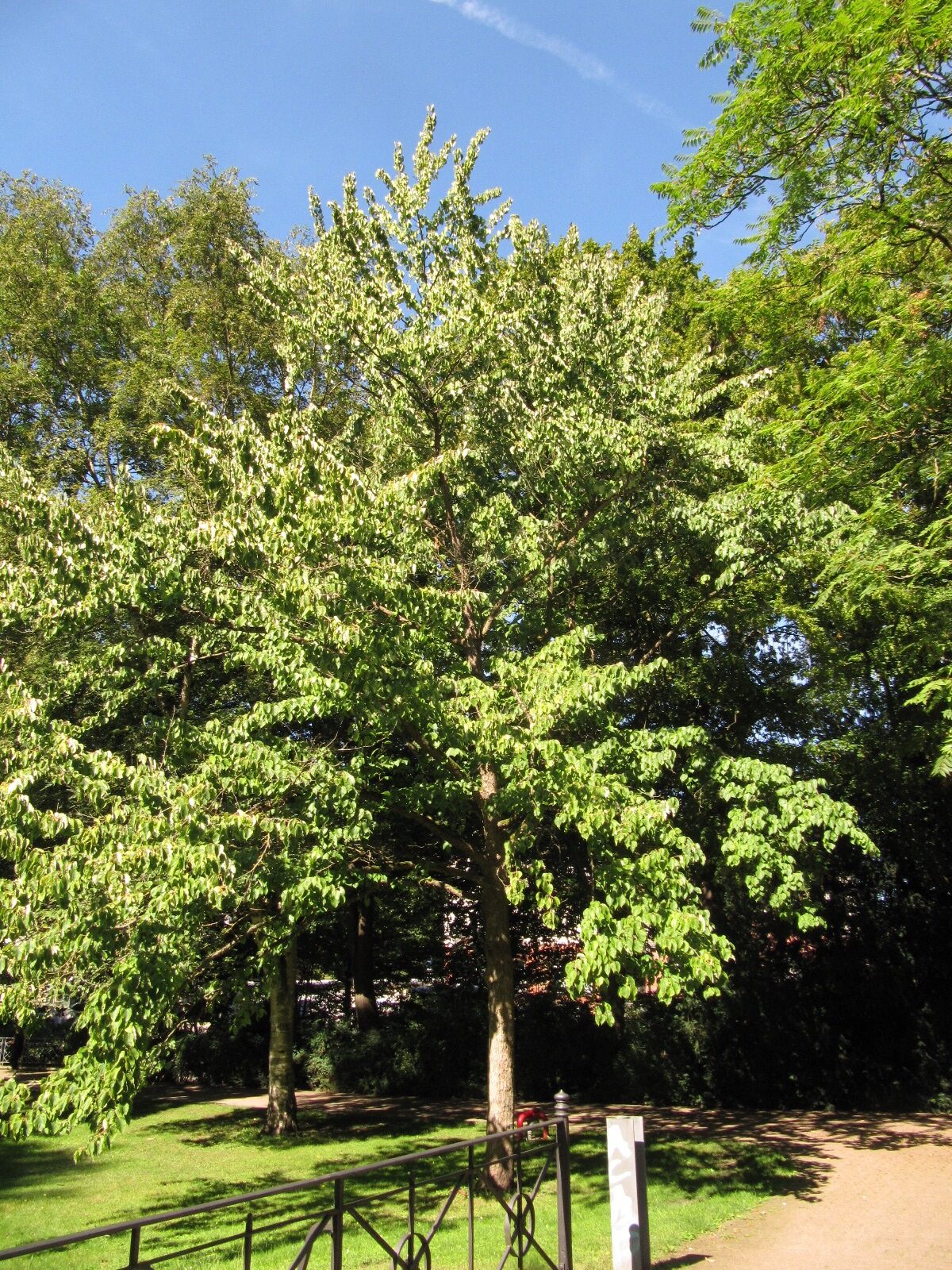 Davidia involucrata