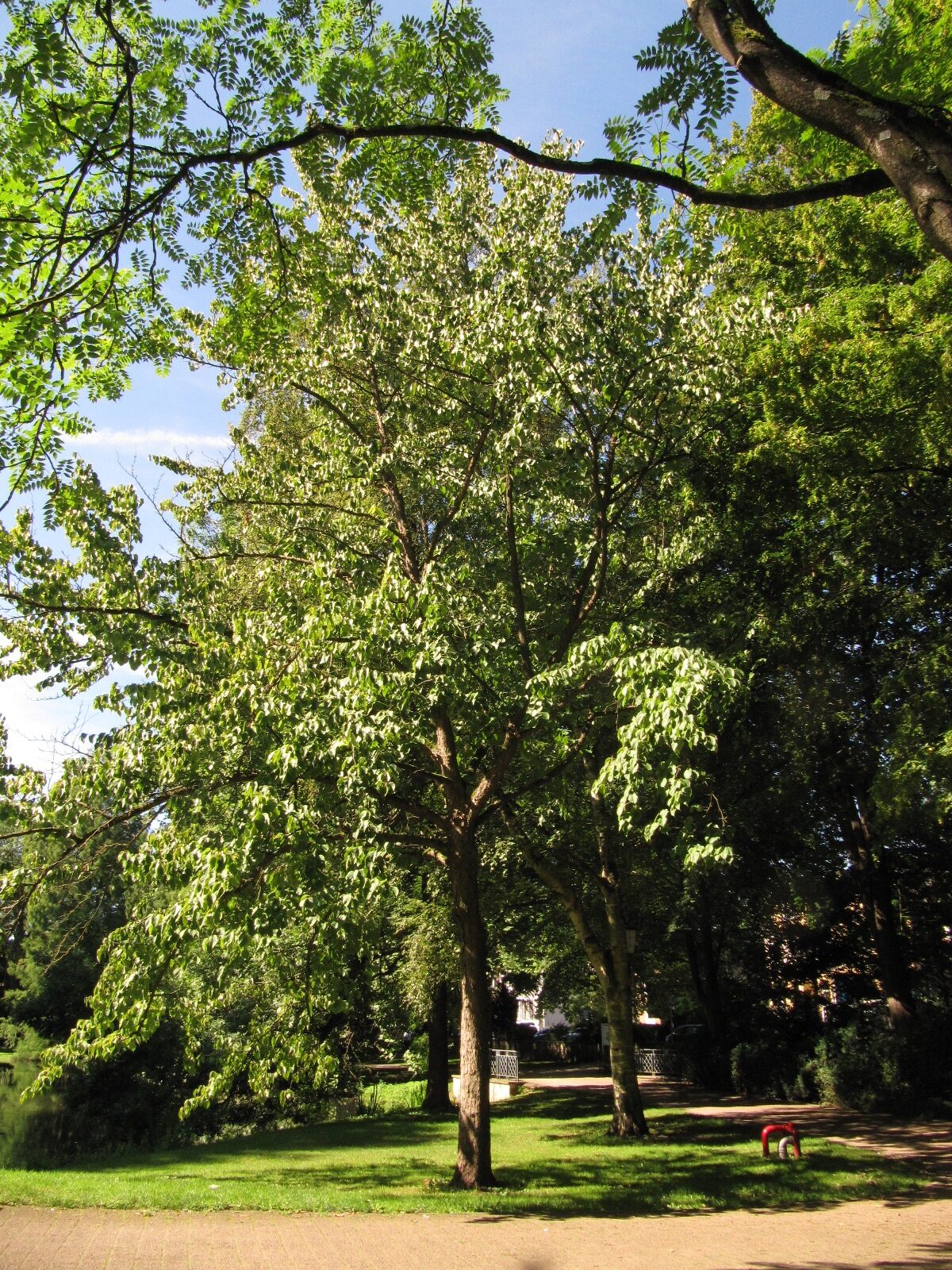 Davidia involucrata - Celle Schlosspark - Sept. 2023