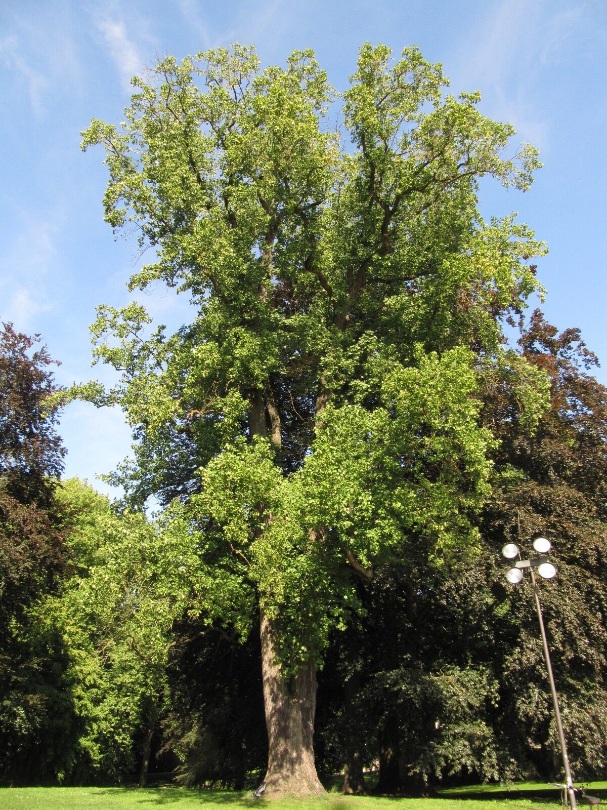 Liriodendron tulipifera