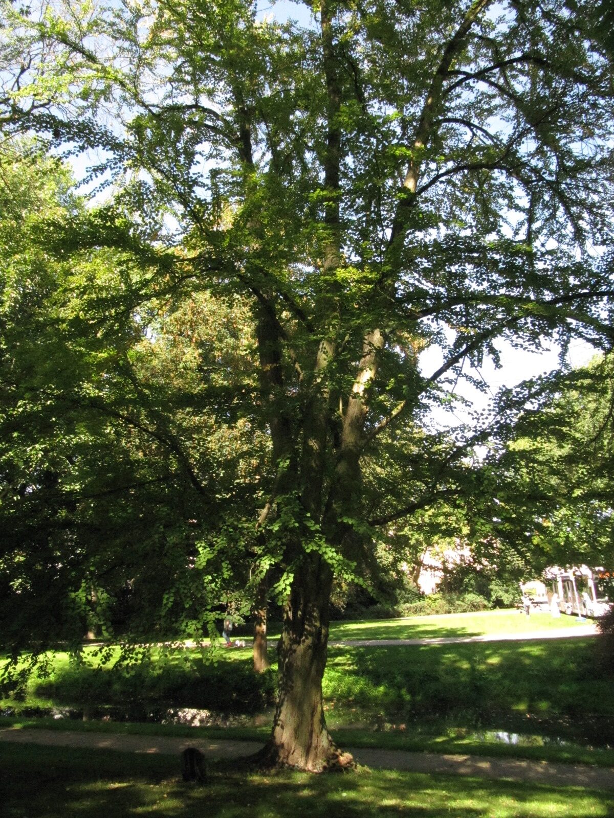 Cercidiphyllum japonicum