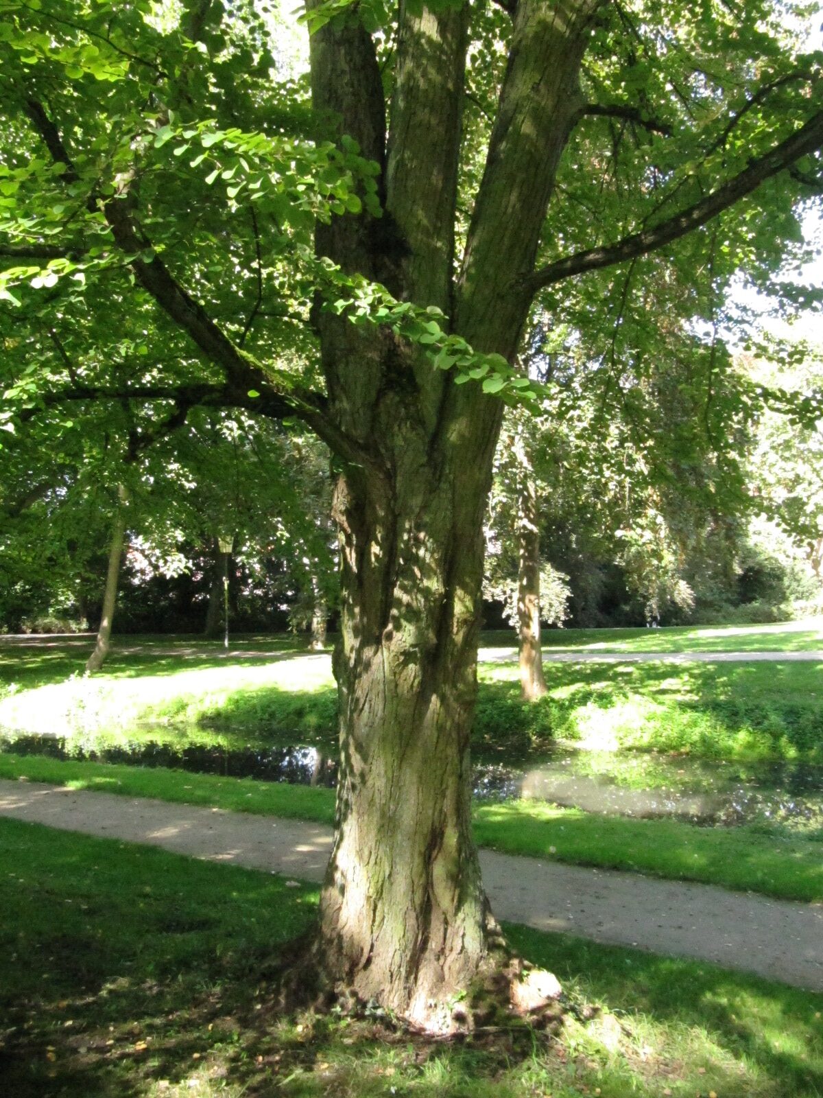 Cercidiphyllum - Celle Schlossinsel - Sept. 2023