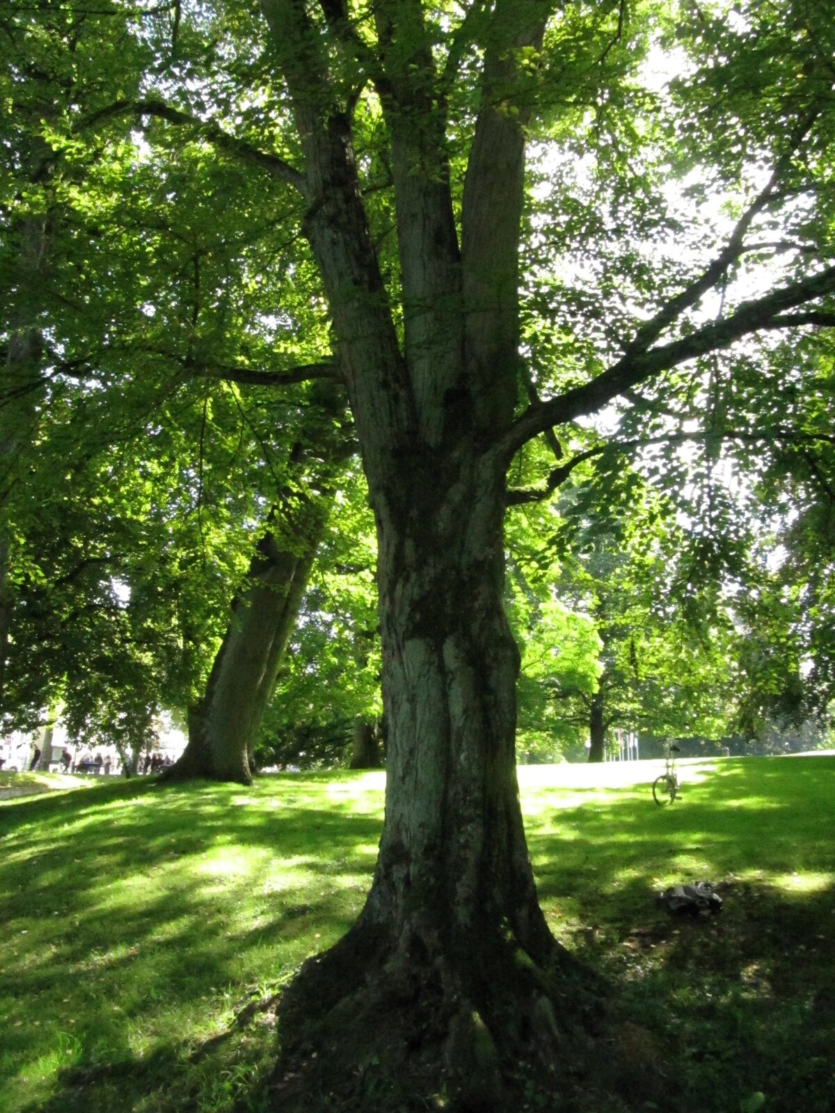 Cercidiphyllum - Celle Schlossinsel - Sept. 2023