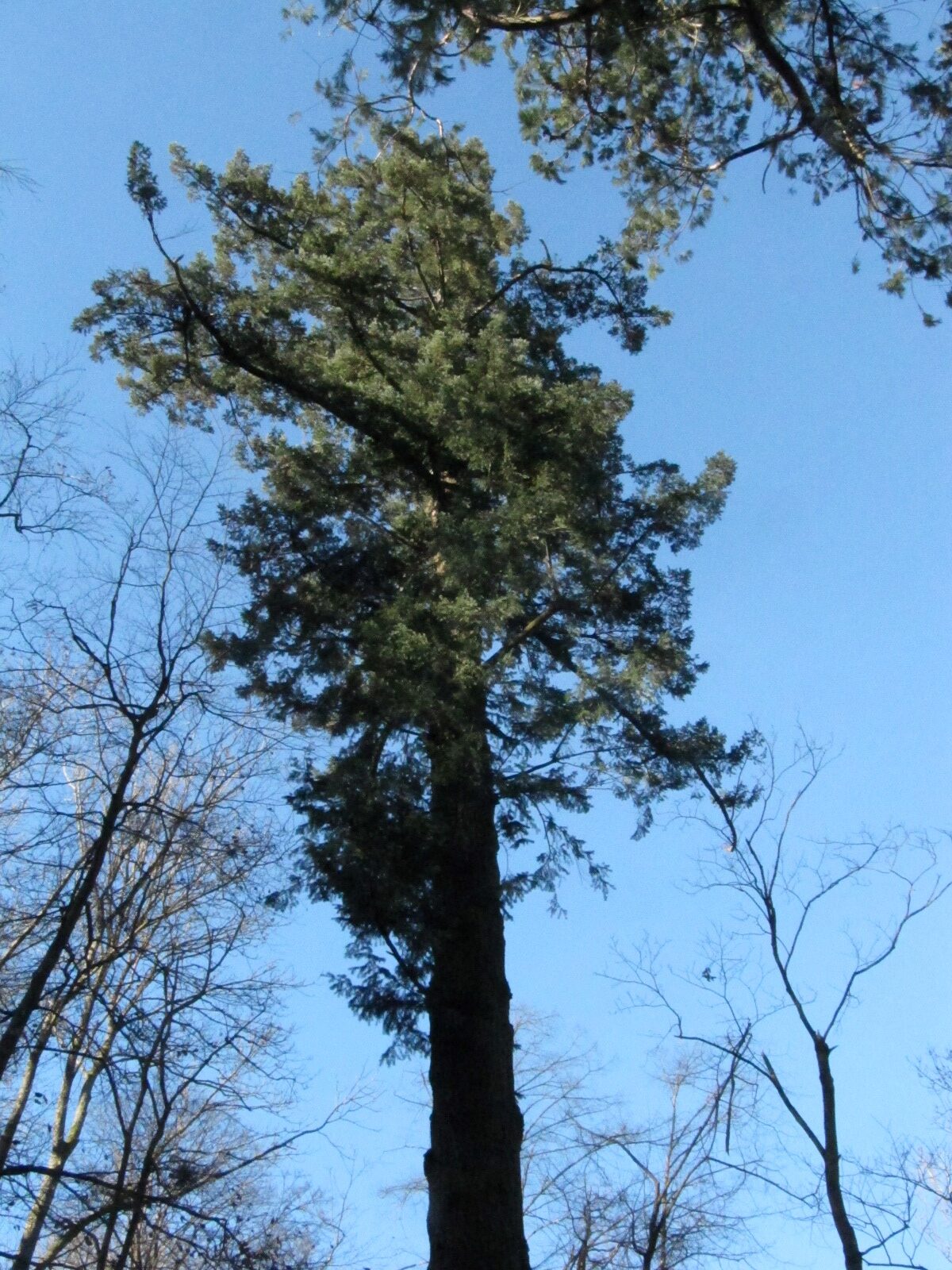 menziesii Pseudotsuga