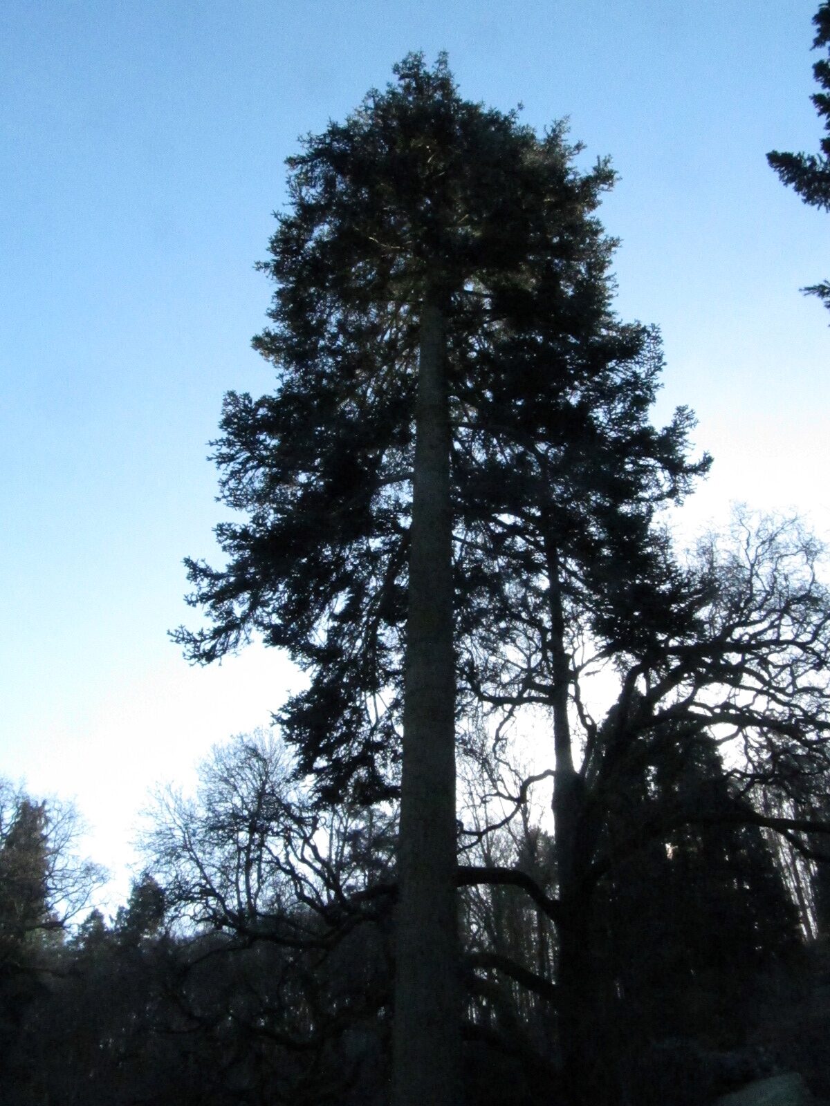 'Glauca' Abies procera