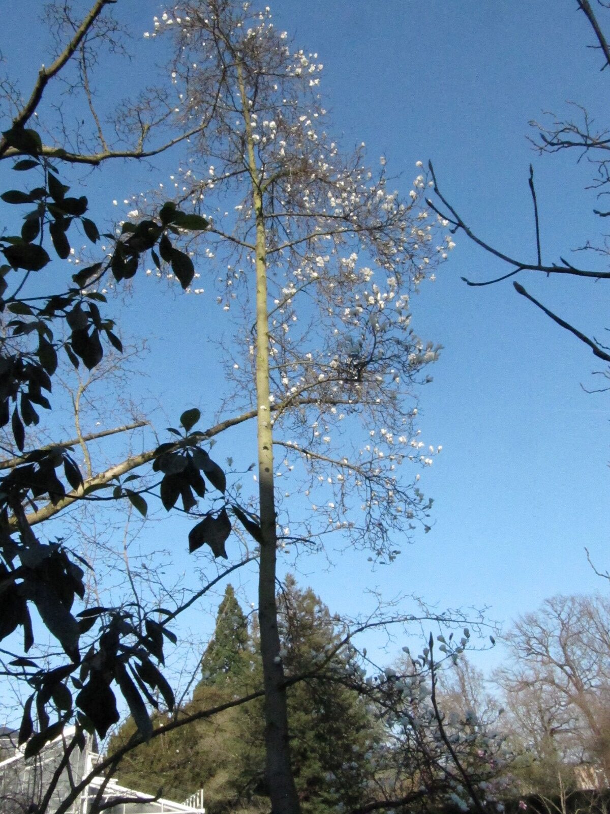 Magnolia salicifolia