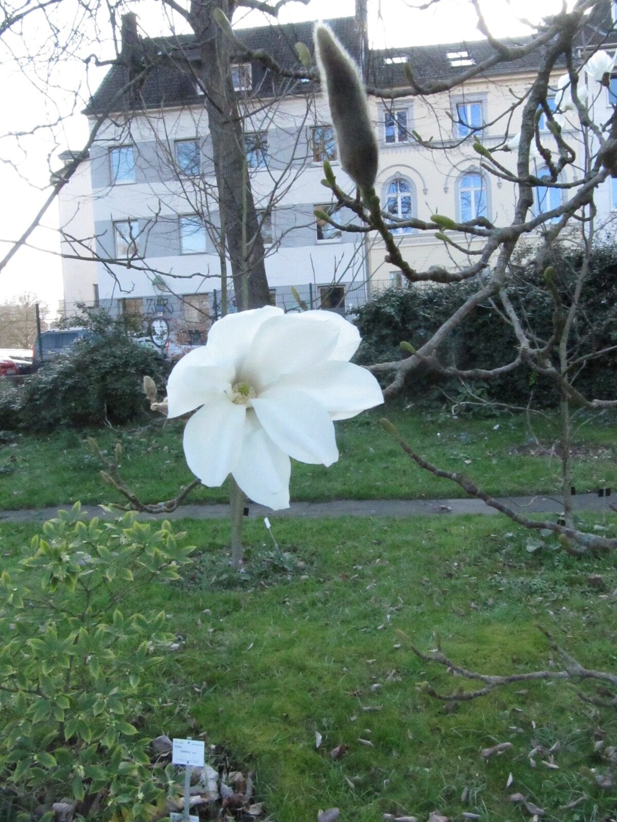 Magnolia salicifolia - Bot. Garten Bonn - März 2024