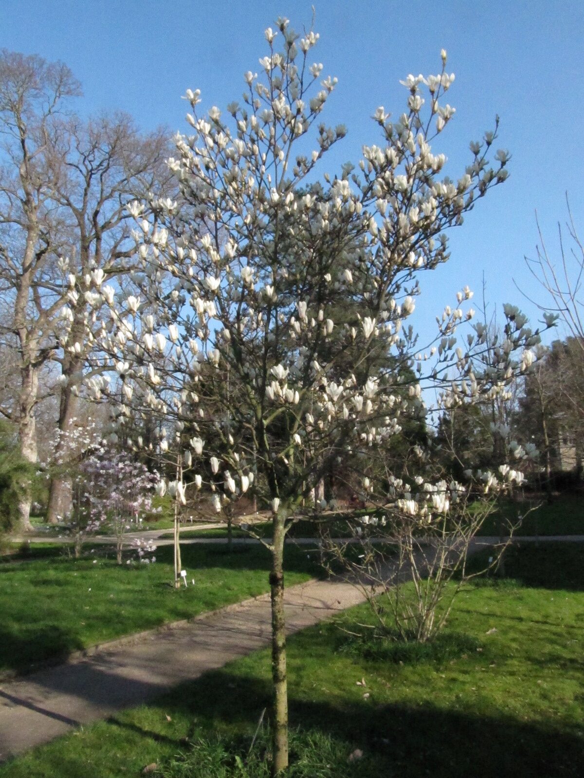 Magnolia zenii