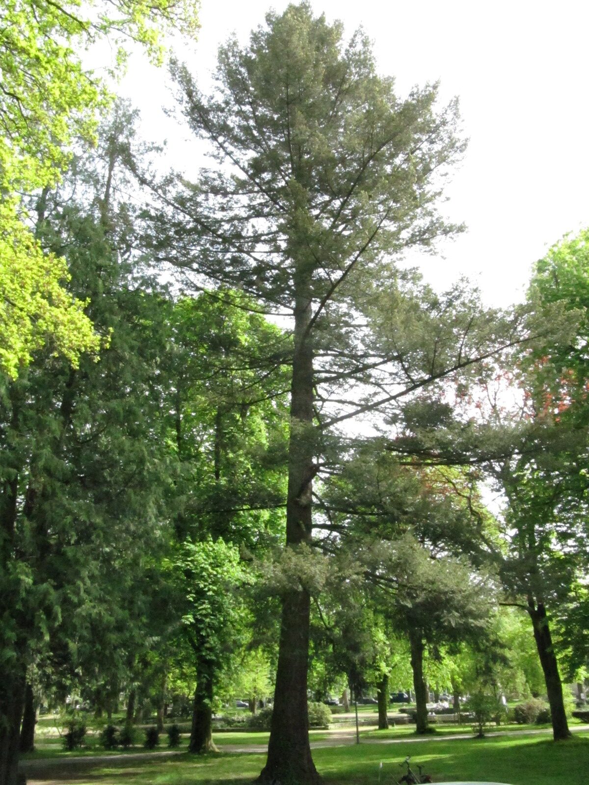 menziesii Pseudotsuga var. caesia