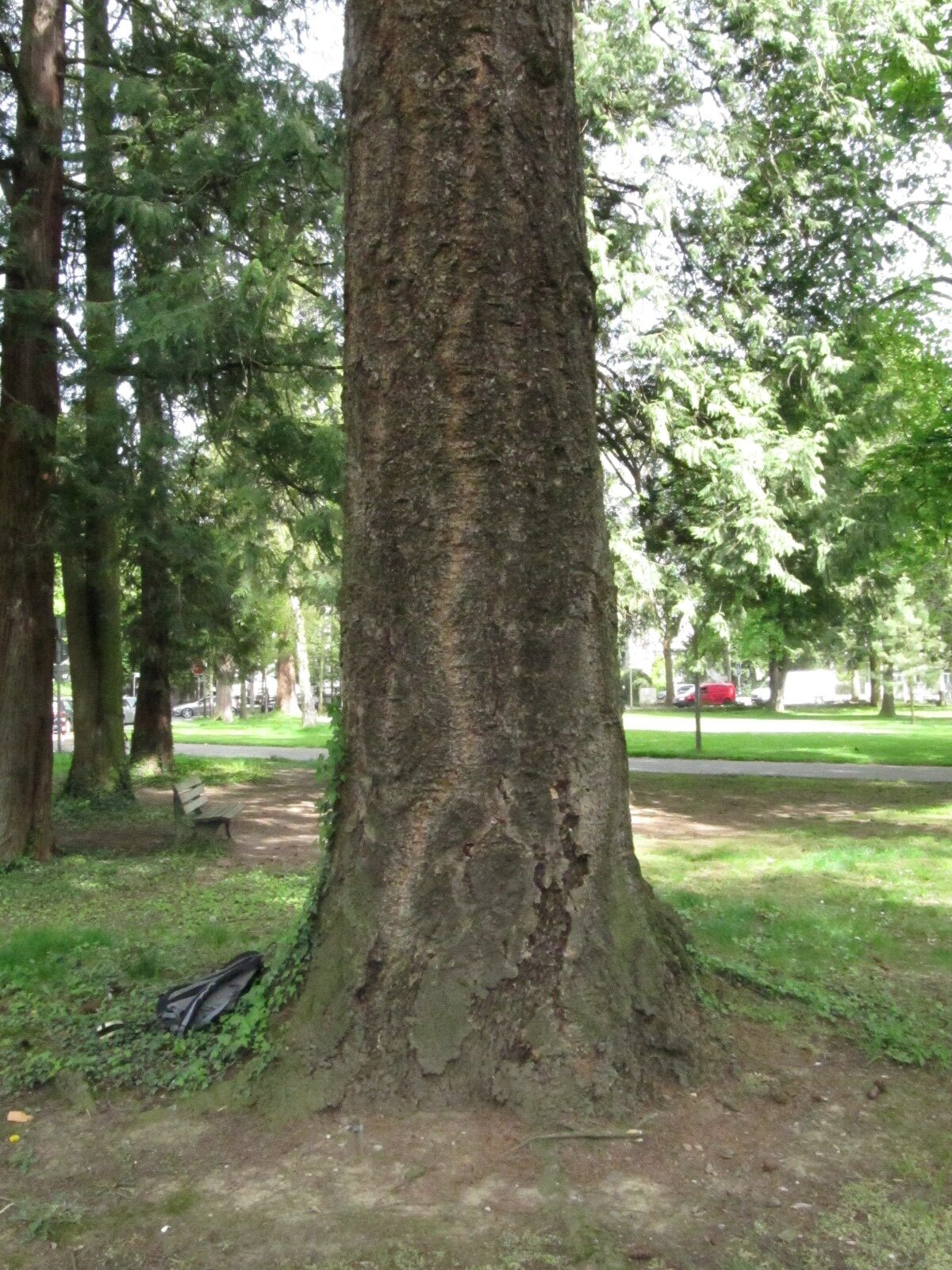 Gebirgs-Douglasie - Bad Godesberg - April 2024