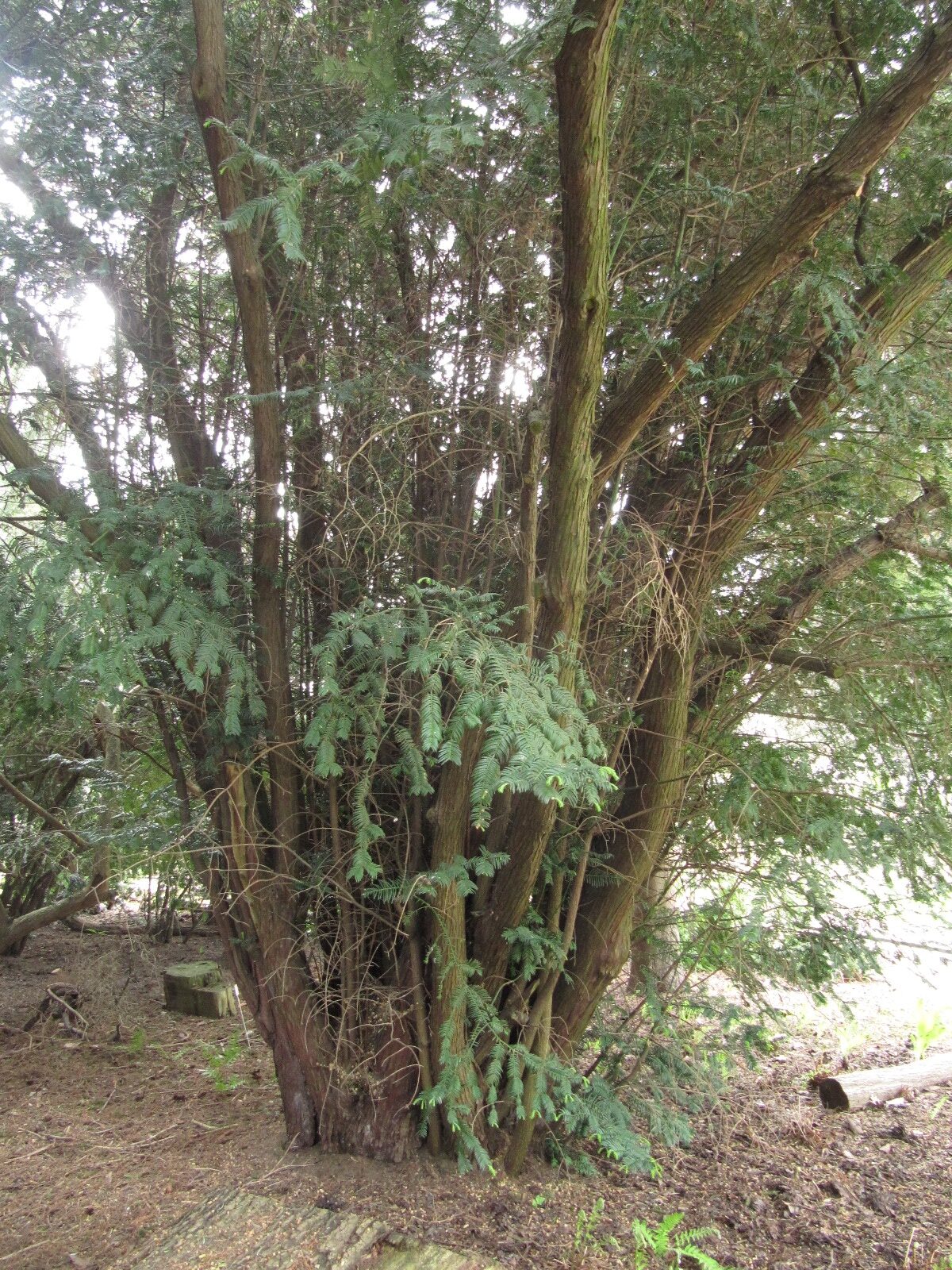 Cephalotaxus harringtonii - Bot. Garten Bonn - April 2024