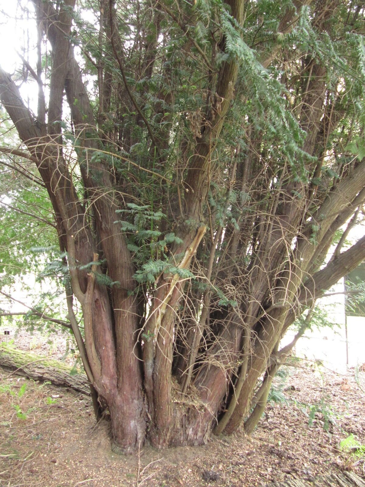Cephalotaxus harringtonii - Bot. Garten Bonn - April 2024