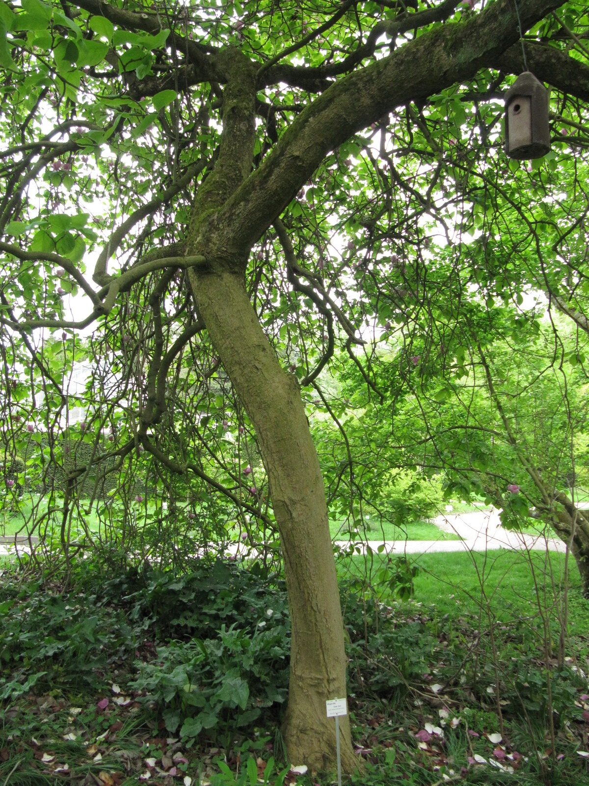 'Darrell Dean' Art nicht bestimmt Magnolia