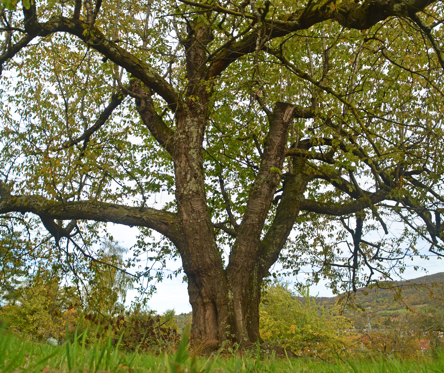 Prunus avium, Sorte unbestimmt - Dettingen an der Erms - Okt. 2023