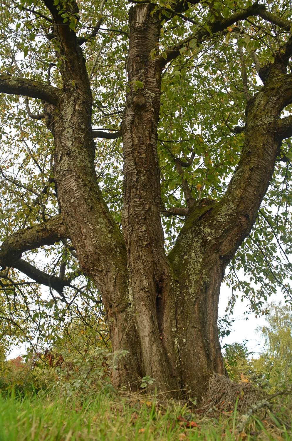Prunus avium, Sorte unbestimmt - Dettingen an der Erms - Okt. 2023