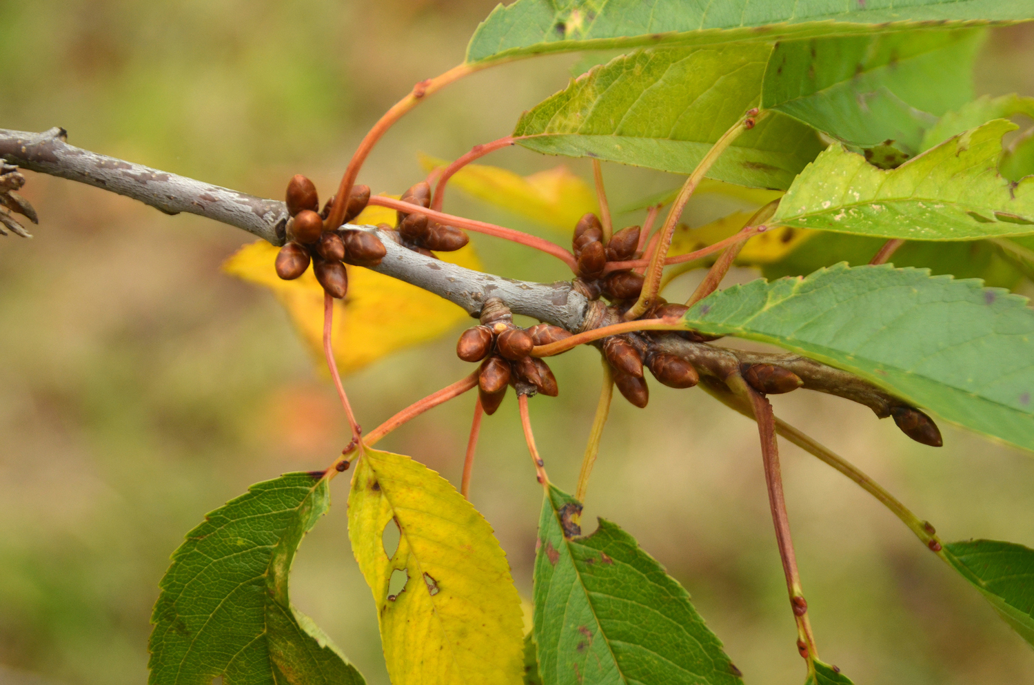 Prunus avium, Sorte unbestimmt - Dettingen an der Erms - Okt. 2023