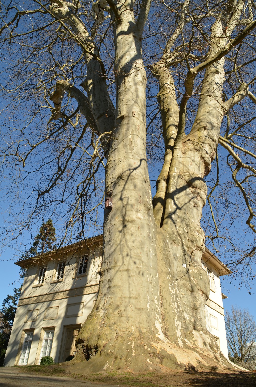 Platanus × hispanica - Stuttgart-Hohenheim  - 2021