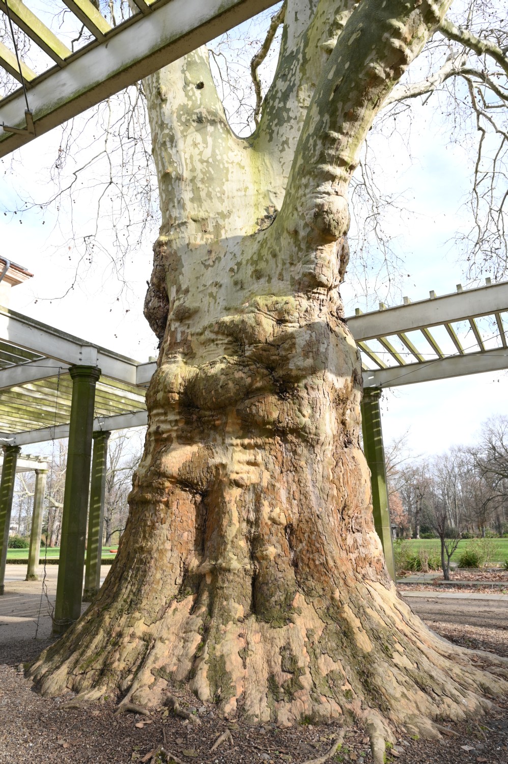 × hispanica Platanus