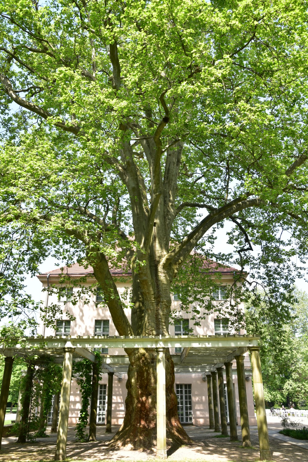 Platanus × hispanica  - Berlin, Niederschönhausen - 2018