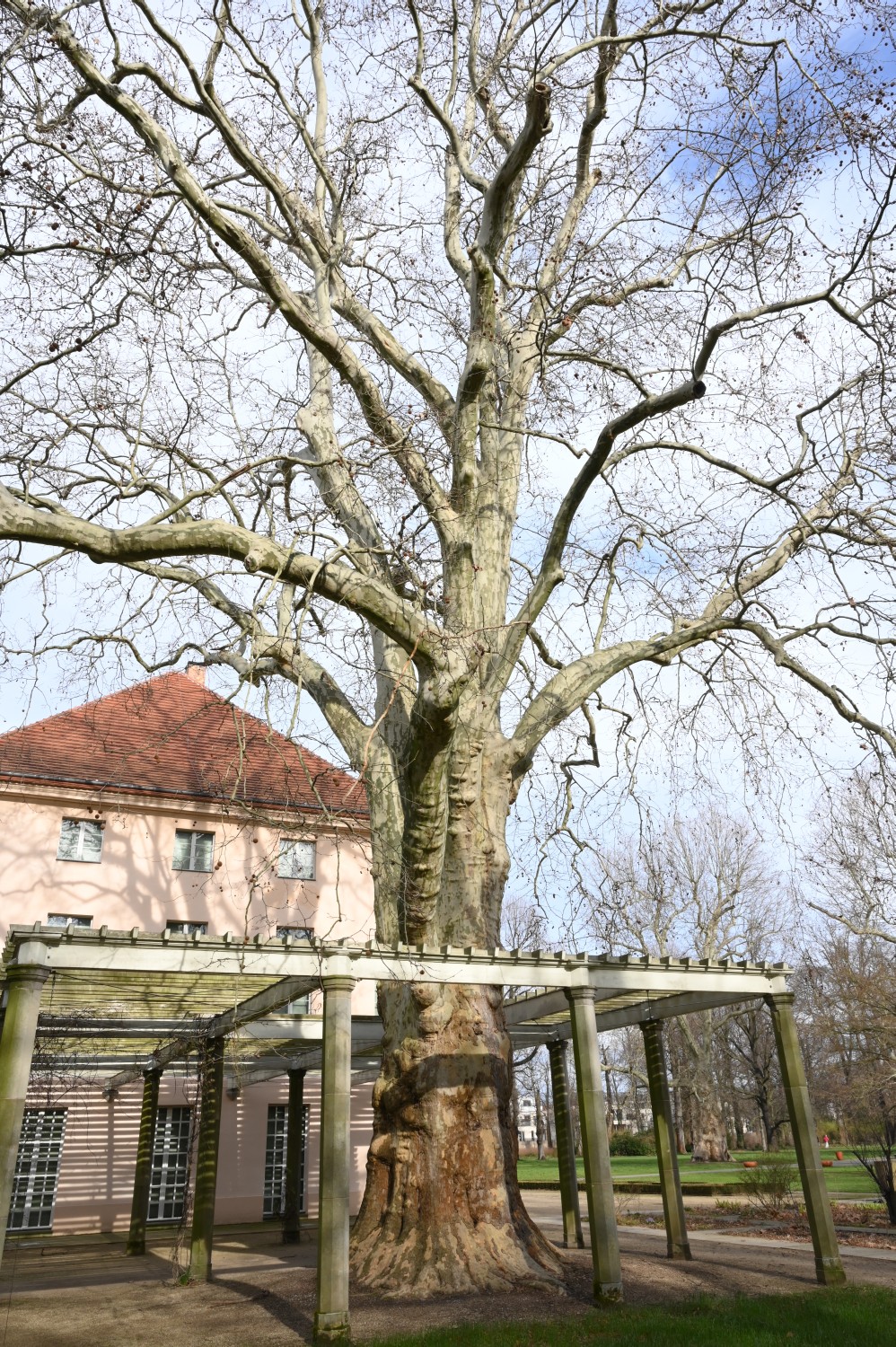 Platanus × hispanica  - Berlin, Niederschönhausen - 2020