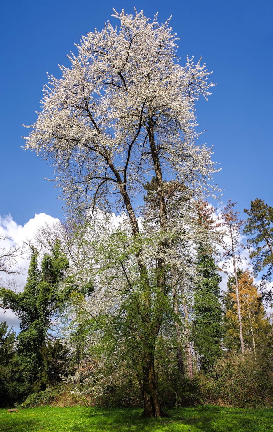 avium Prunus subsp. avium