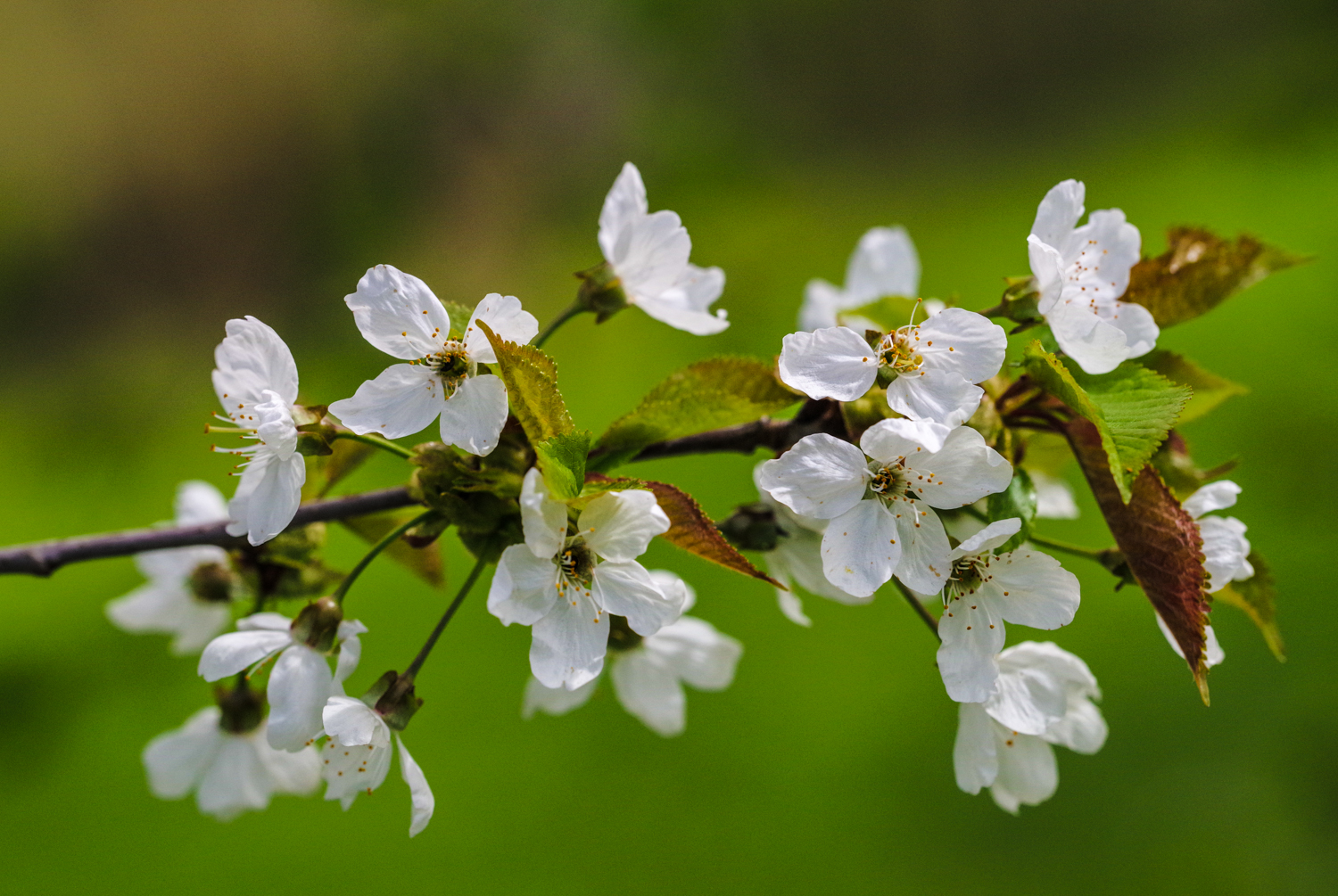 Prunus avium subsp. avium - Potsdam - April 2021