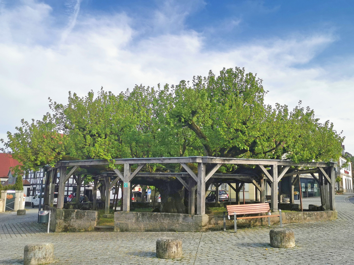 Tilia platyphyllos - Effeltrich - April 2024