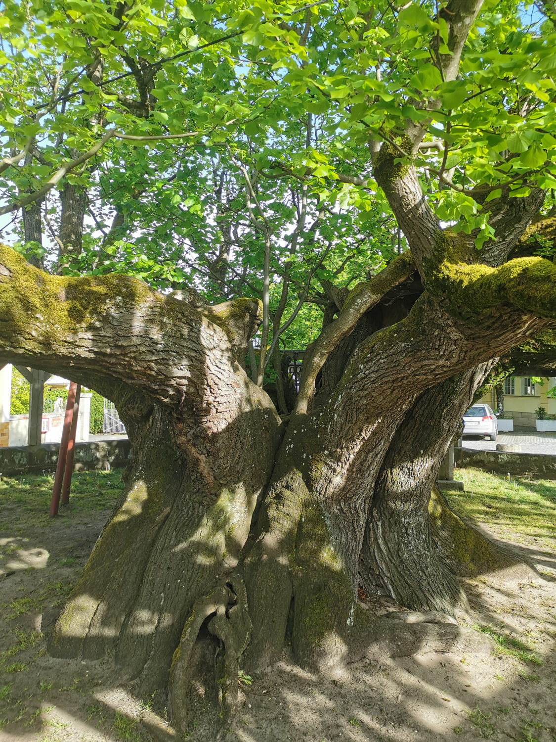 Tilia platyphyllos - Effeltrich - April 2024