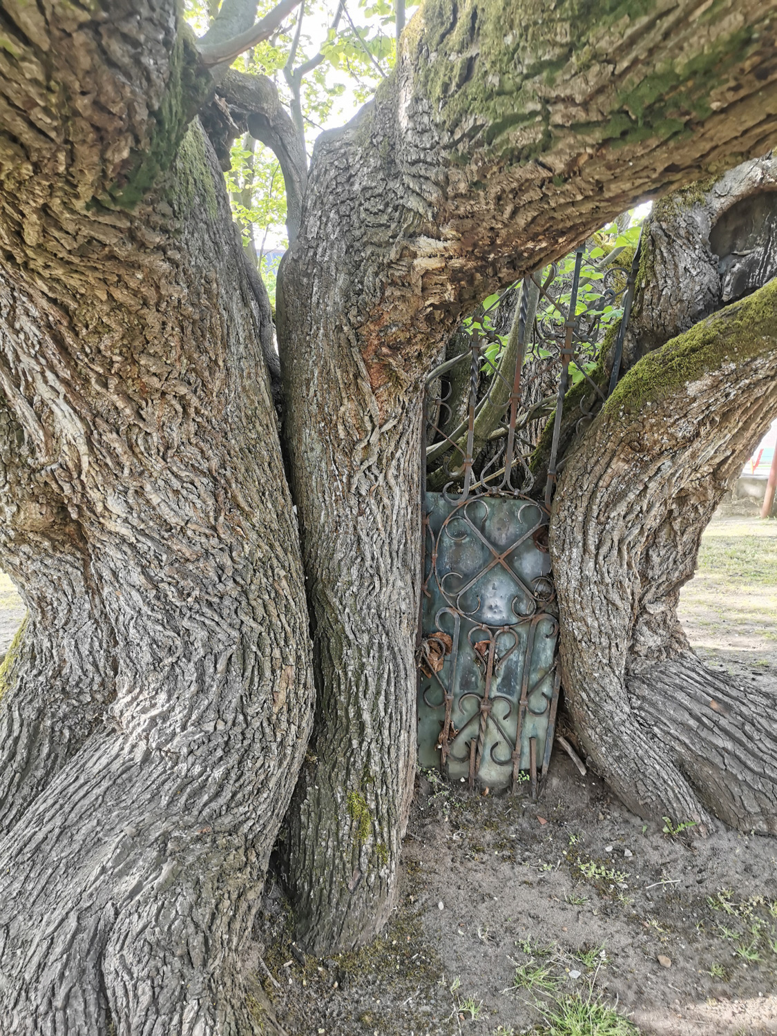 Tilia platyphyllos - Effeltrich - April 2024