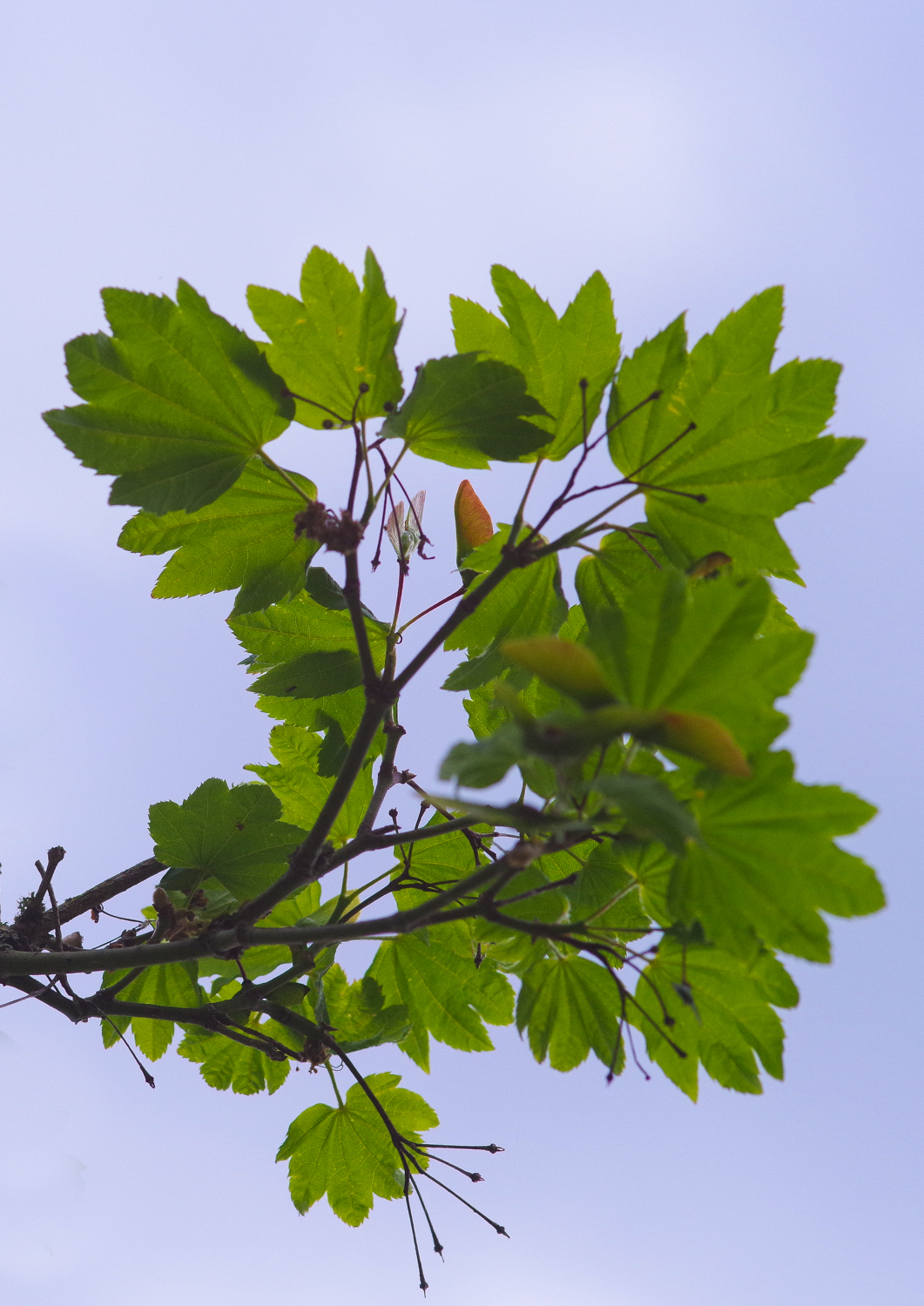 Acer circinatum - Potsdam - Mai 2024