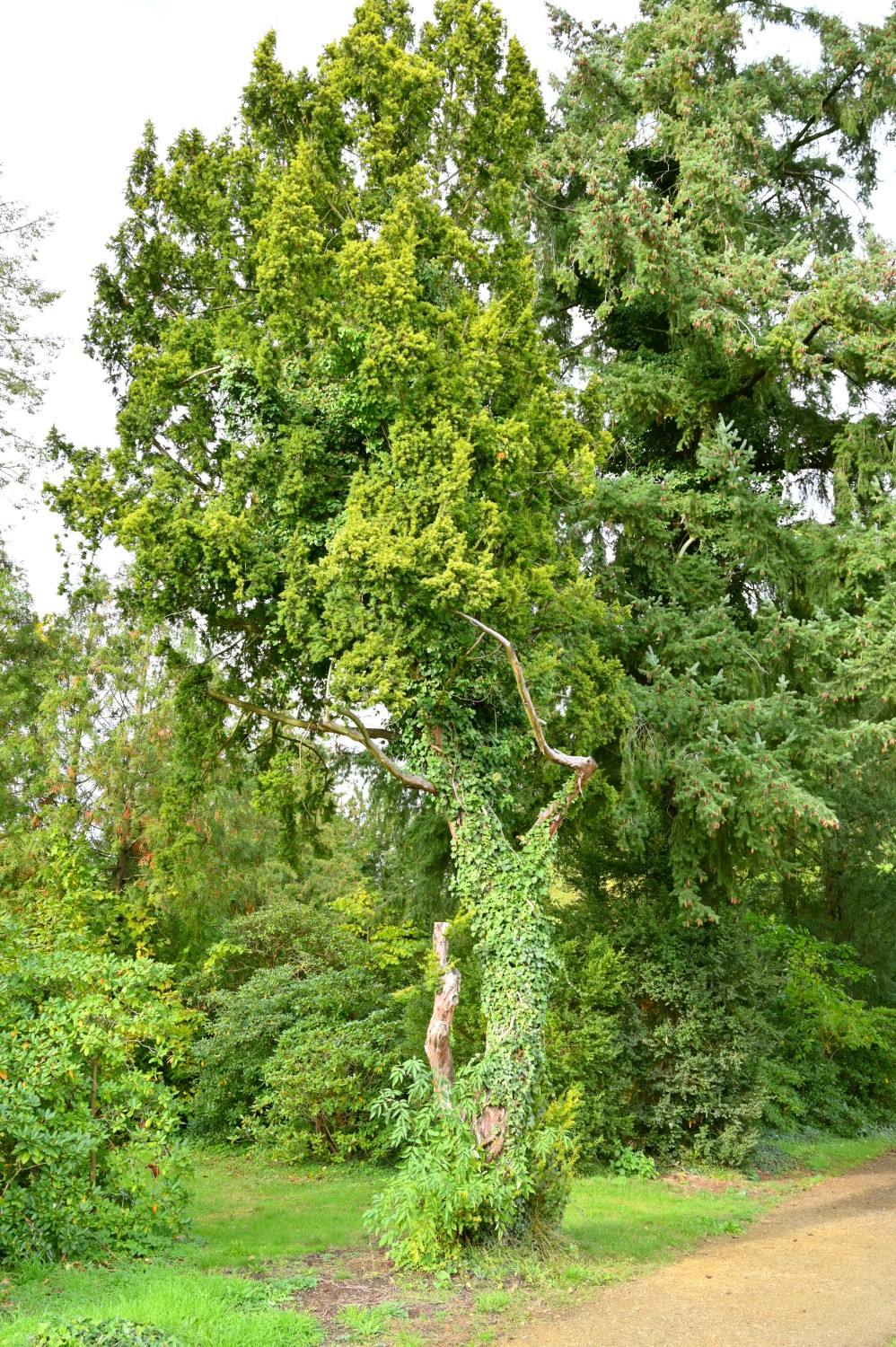 'Aurea' baccata Taxus