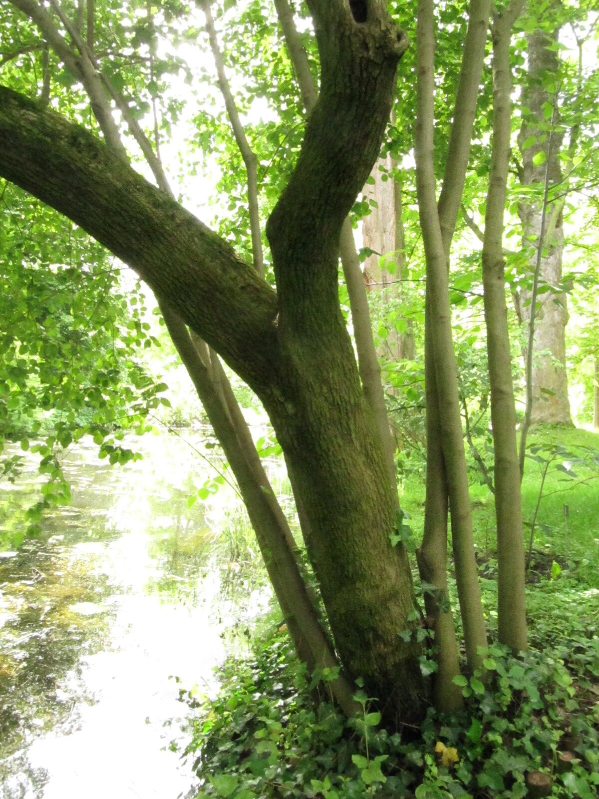 Cornus sanguinea