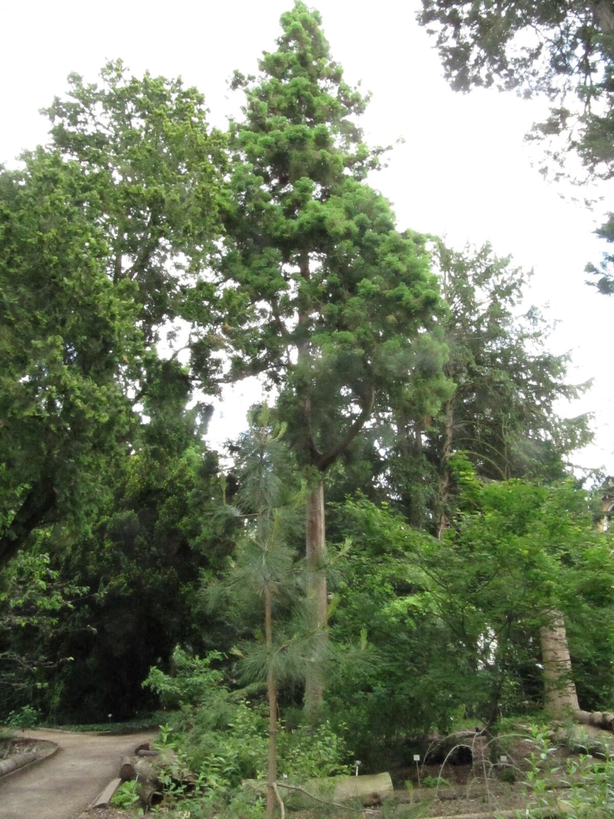 Cryptomeria japonica