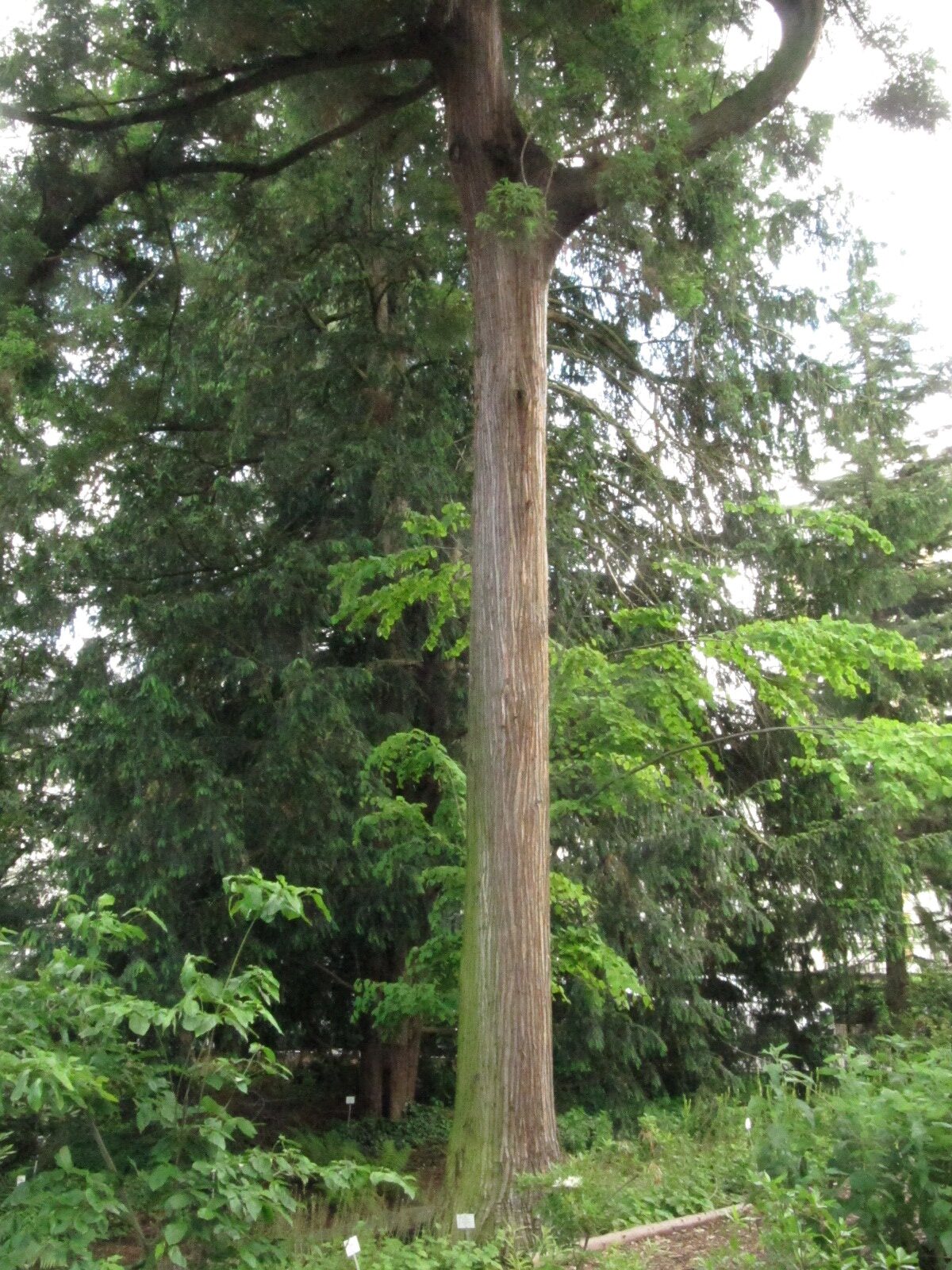 Cryptomeria japonica - Bonn Bot. Garten - Mai 2024