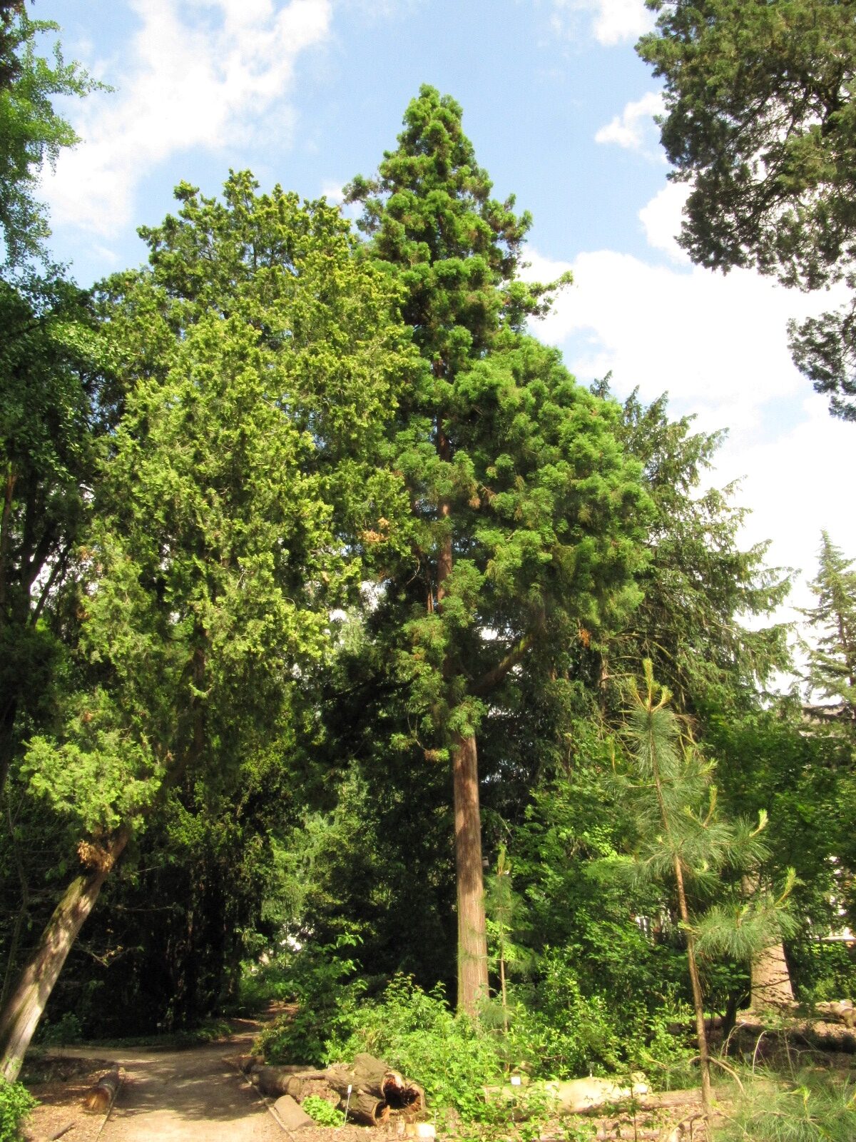 Cryptomeria japonica - Bonn Bot. Garten - Mai 2024