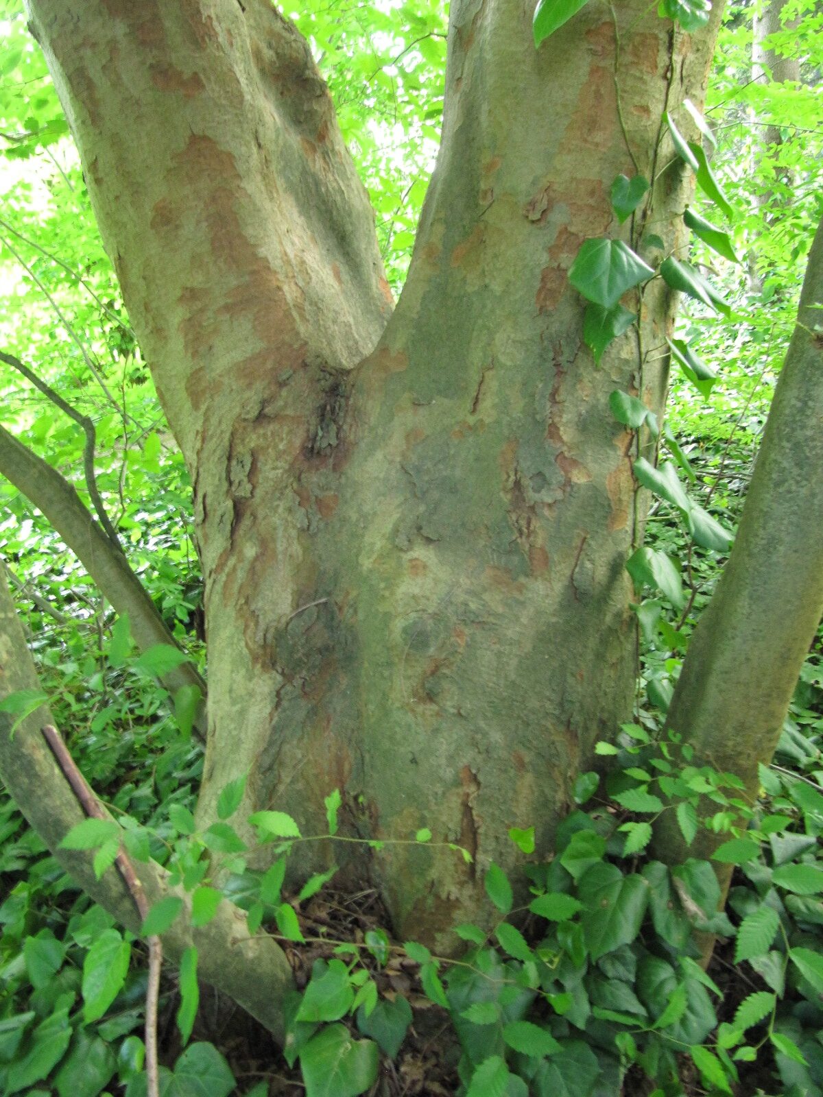 Zelkova carpinifolia - Bot. Garten Bochum - Juni 2024