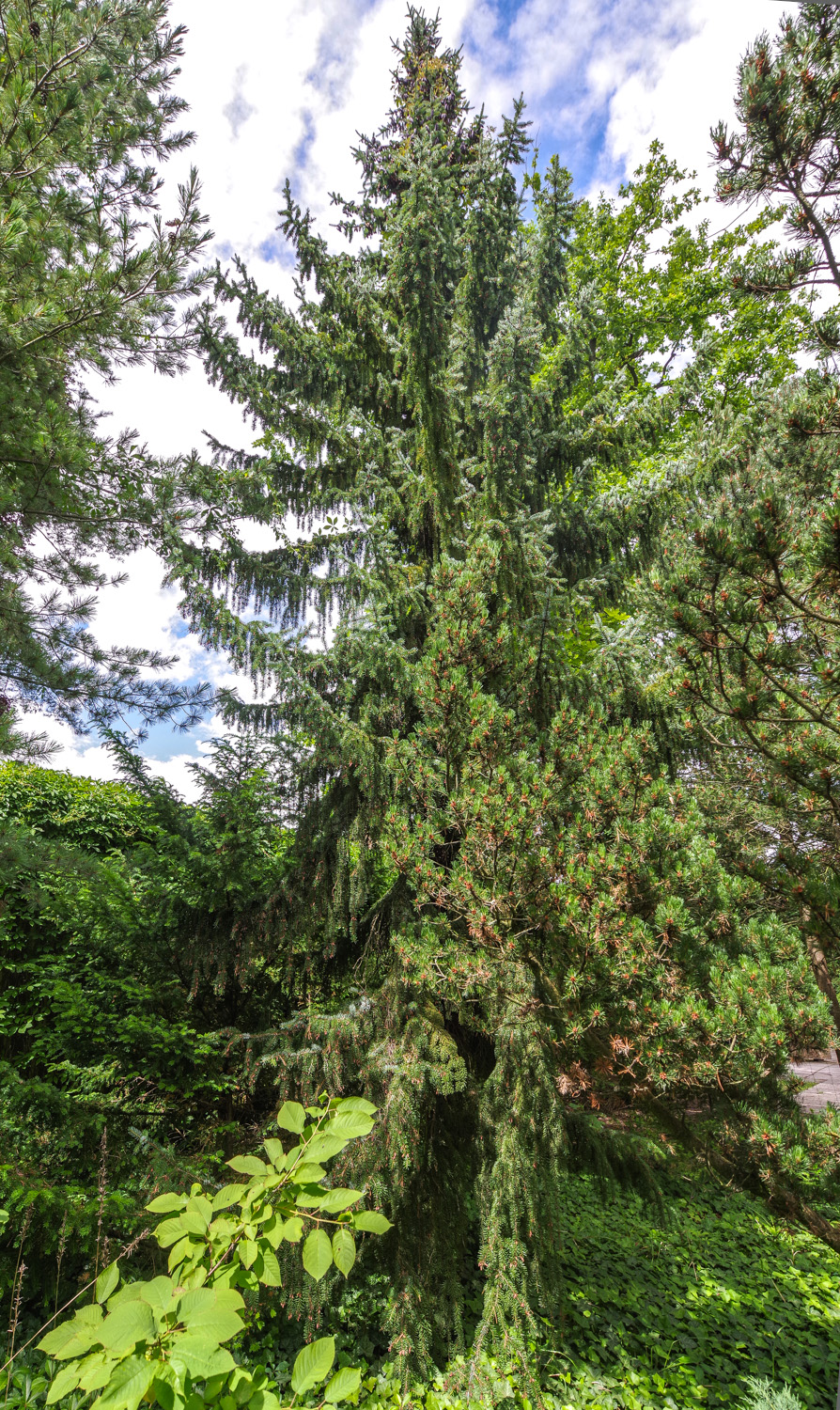 Serbische Hänge-Fichte - Potsdam - Juni 2024