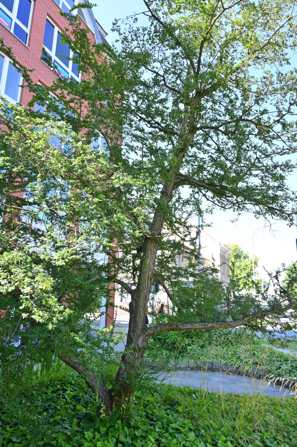 Antarktische Südbuche - Königs Wusterhausen - Juli 2023