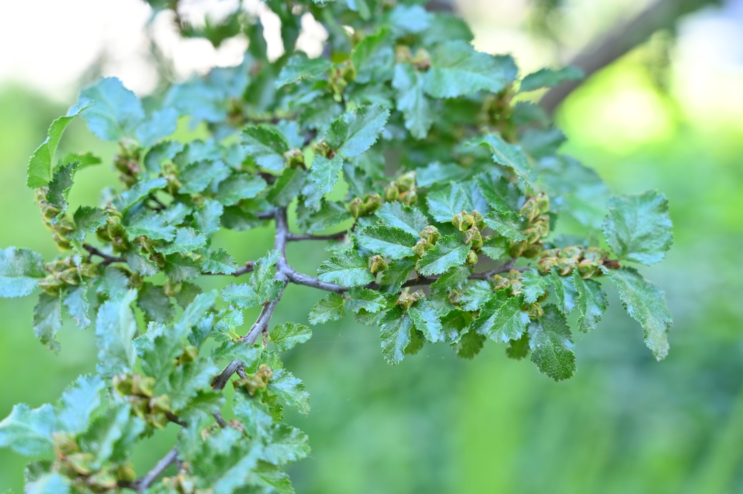 Antarktische Südbuche - Königs Wusterhausen - Juli 2023