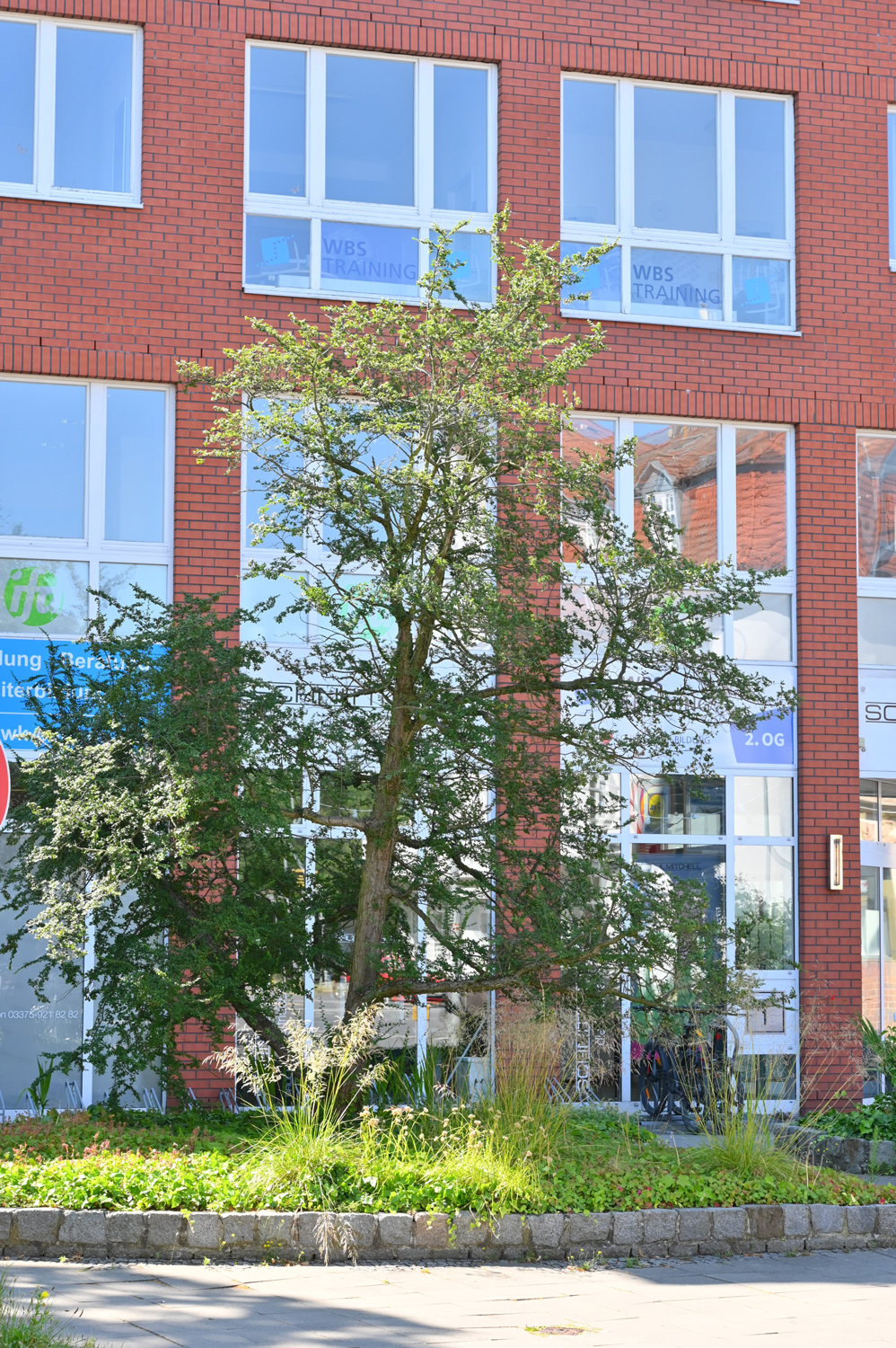 Antarktische Südbuche - Königs Wusterhausen - Juli 2023