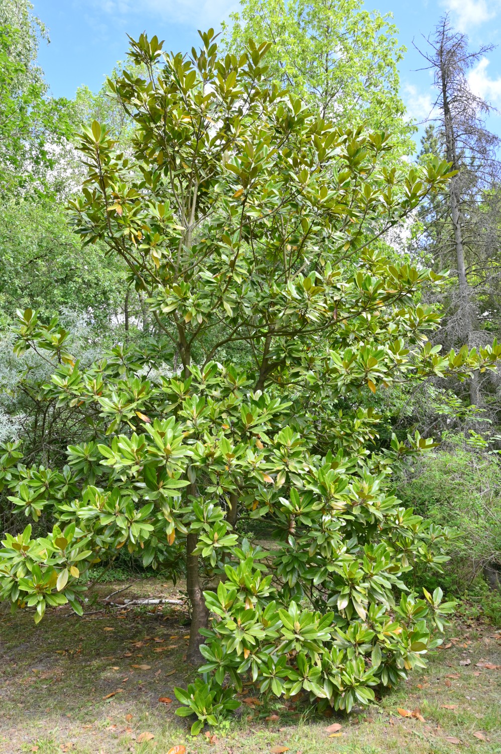 grandiflora Magnolia
